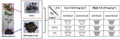 Interactive effects of rhizospheric soil microbes and litter on the growth of the invasive hyperaccumulator Bidens pilosa in cadmium-contaminated soil